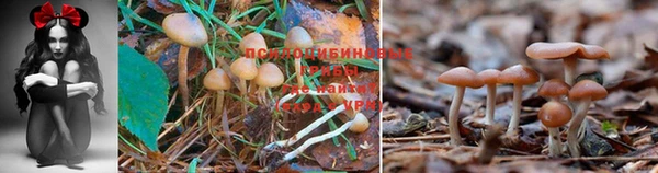 каннабис Алексин