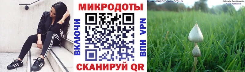 Псилоцибиновые грибы Psilocybine cubensis  kraken tor  Сясьстрой 